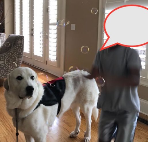 Have you wondered about Animal Assisted Therapy?